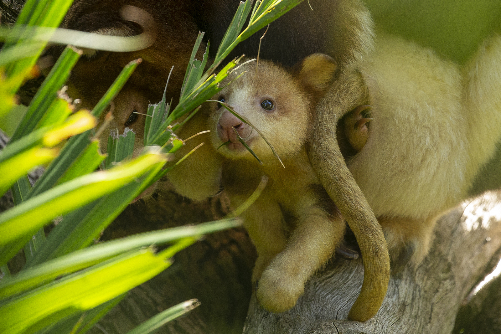 The new joey was named Luka, from the Papua New Guinea (PNG) Tok Pisin word “lukuatim,” which means “to take care of” or “to look after.” The name was suggested by the people of PNG’s Huon Peninsula, where the Matschie’s tree kangaroo is an endemic species. “Tree kangaroos mean a lot to those dedicated to saving them in Papua New Guinea, and we chose the joey’s name to reflect our shared work and dedication to saving endangered species around the world,” said keeper Breanne Barney.