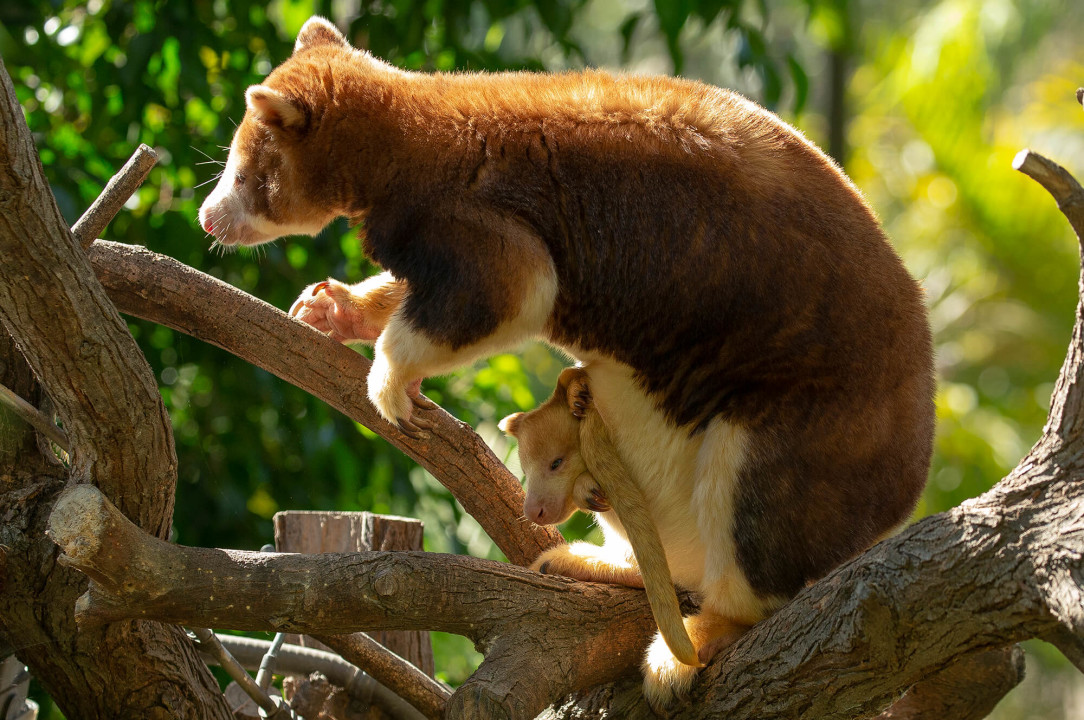 A joey’s “birthday” is recorded as the first day it pokes its head out of mom’s pouch—about five months after it’s born. A bit confusing—but when you consider the embryonic stage of development at which these marsupials are born, it makes sense.